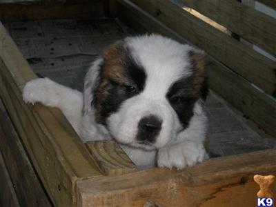 Saint Bernard Puppies for Sale